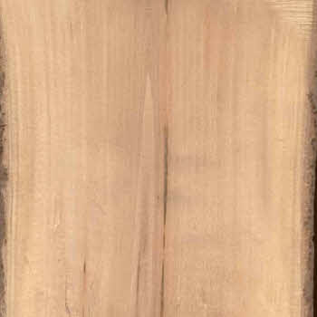 tiglio